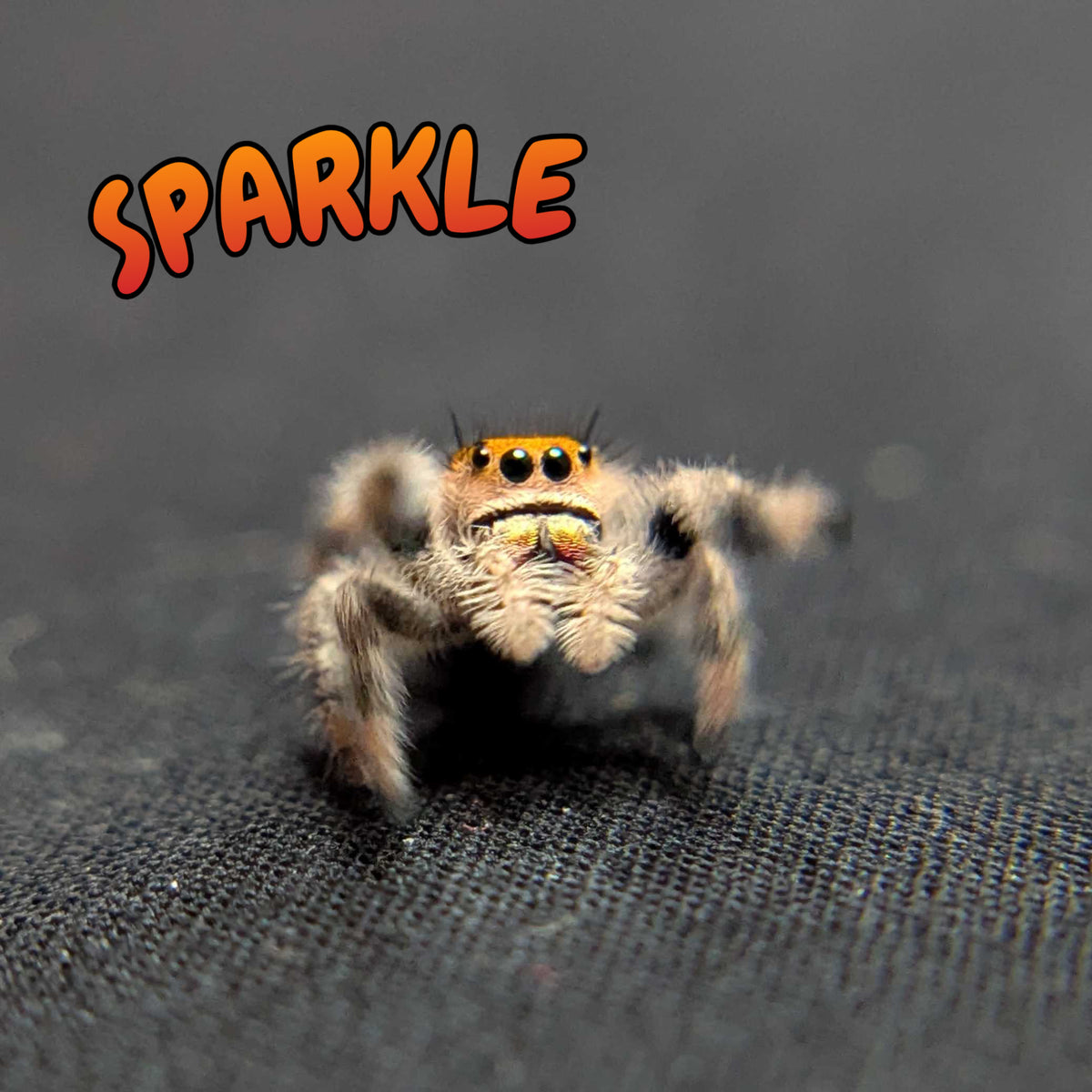 Regal Jumping Spider "Sparkle"