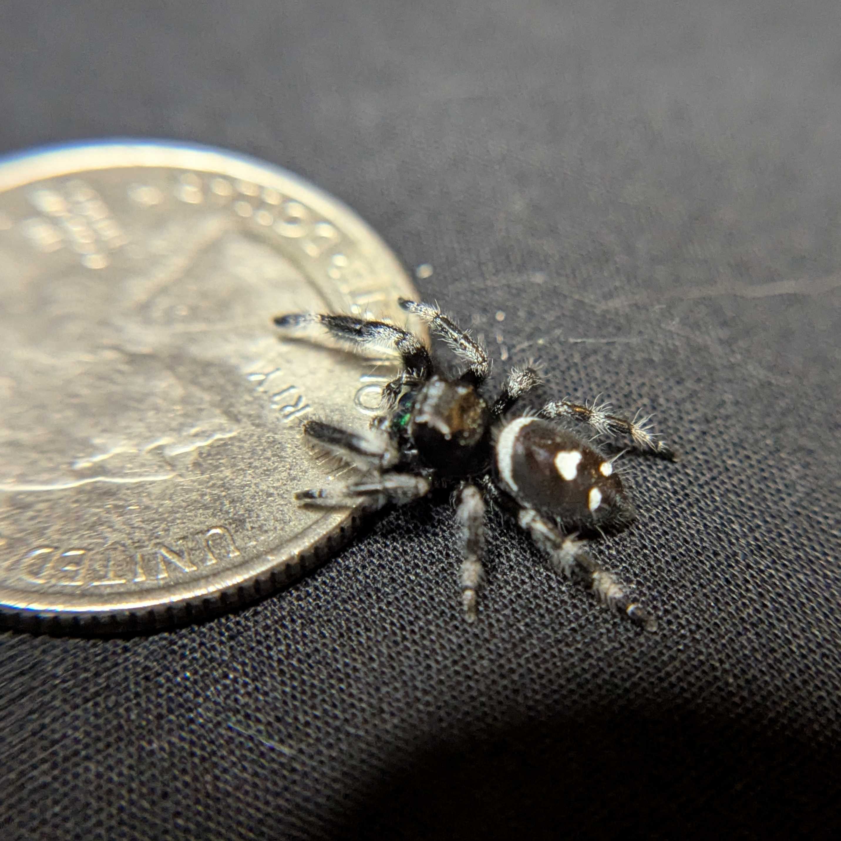 Regal Jumping Spider “Atlas”