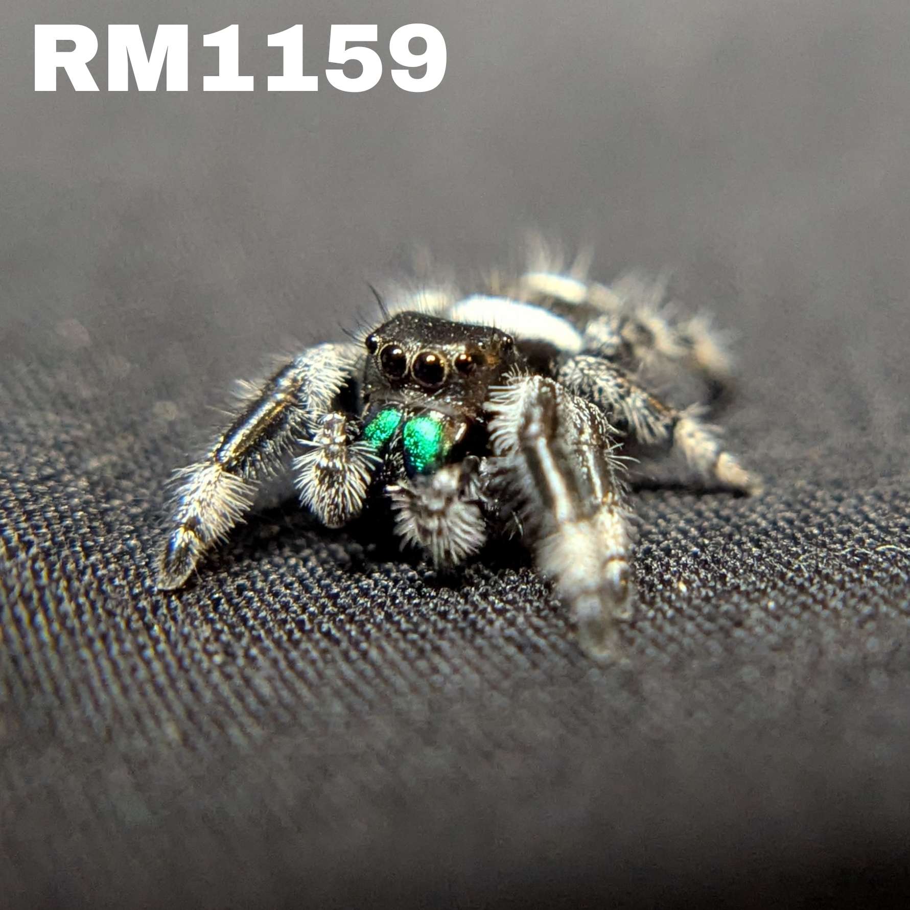 Regal Jumping Spider “Atlas”