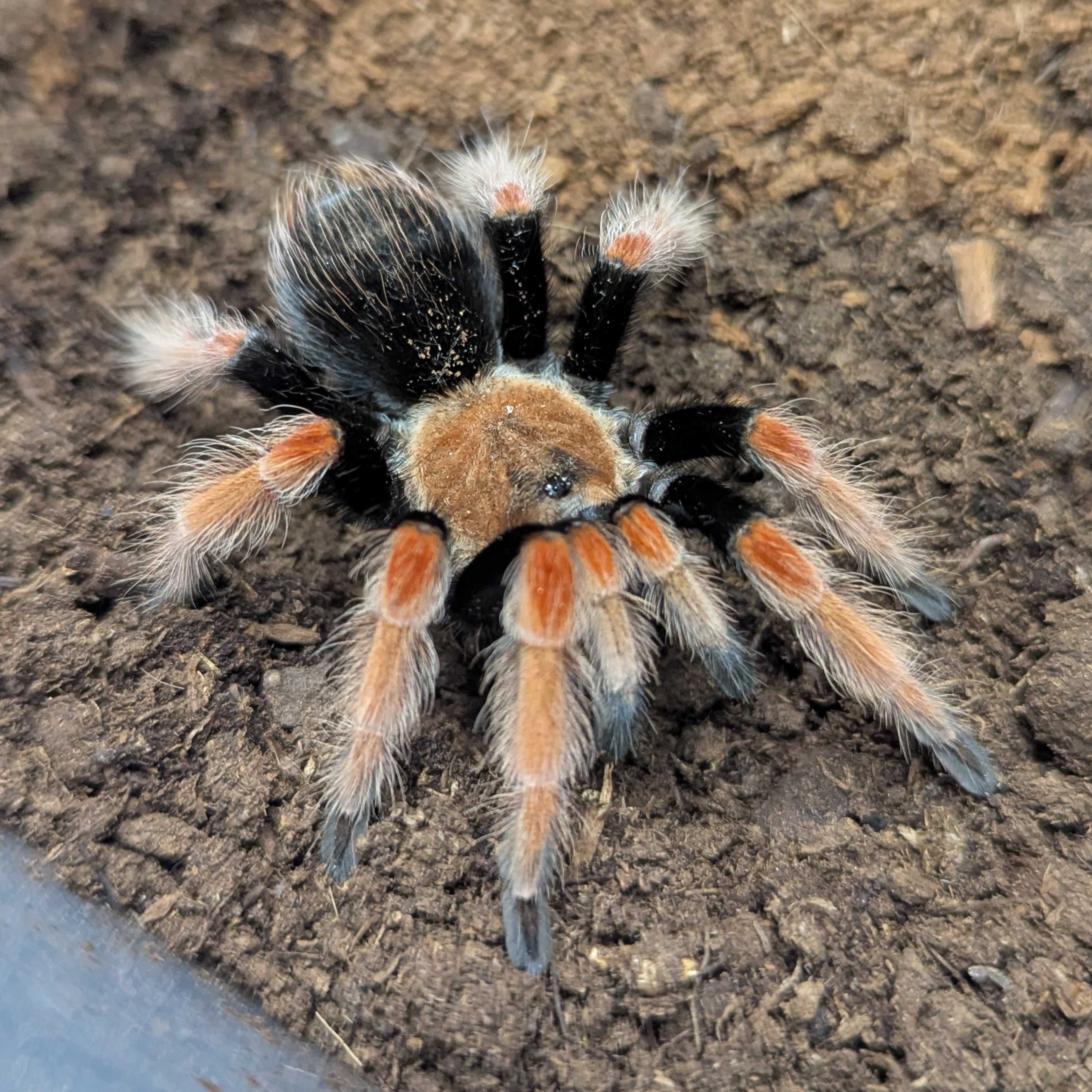 Close-up of a mexican fireleg tarantula on a textured surface