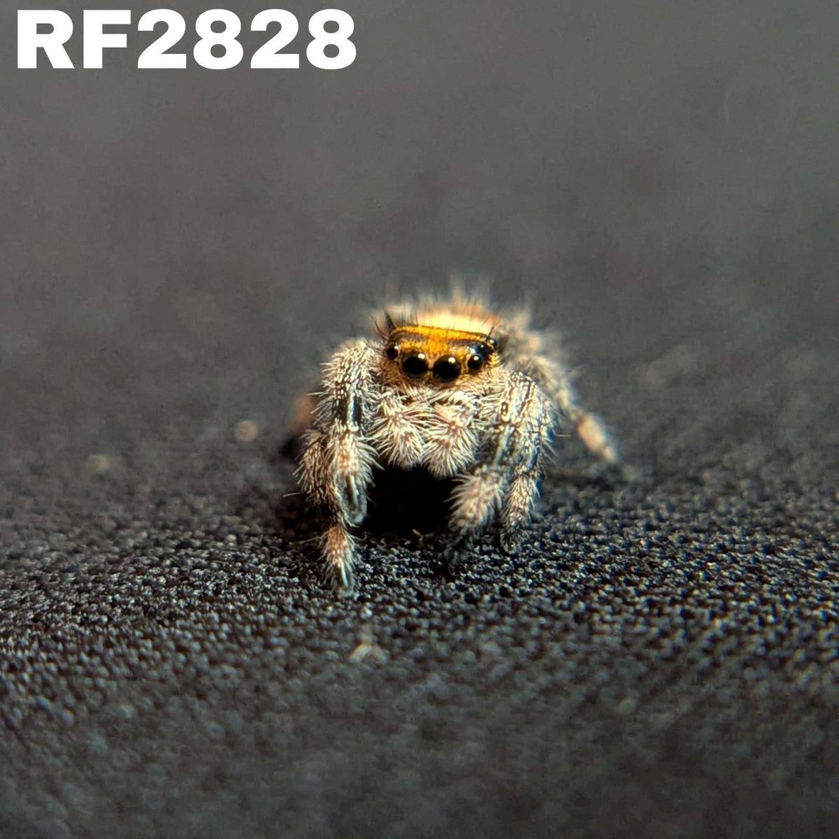 Regal Jumping Spider "Peanut"