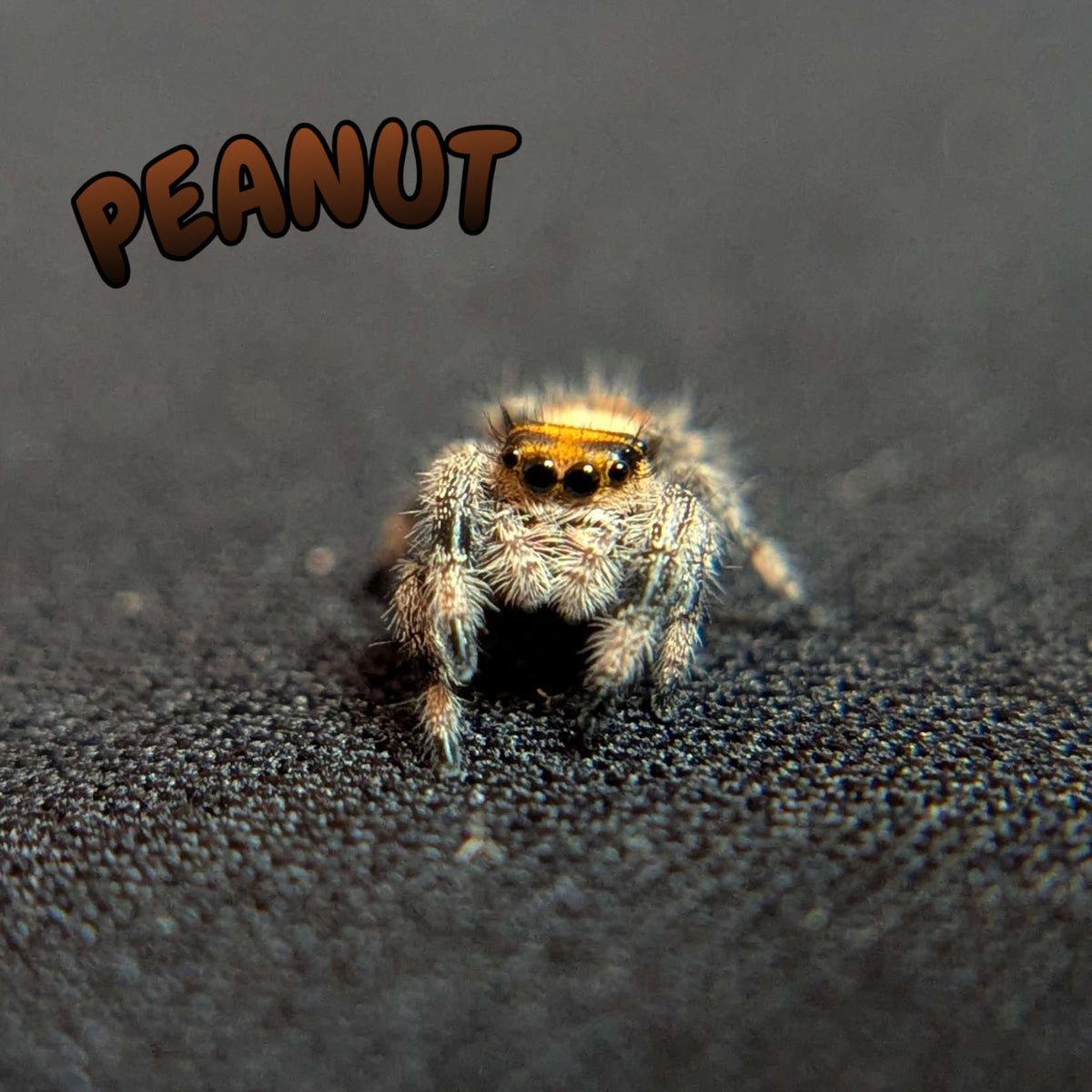 Regal Jumping Spider "Peanut"