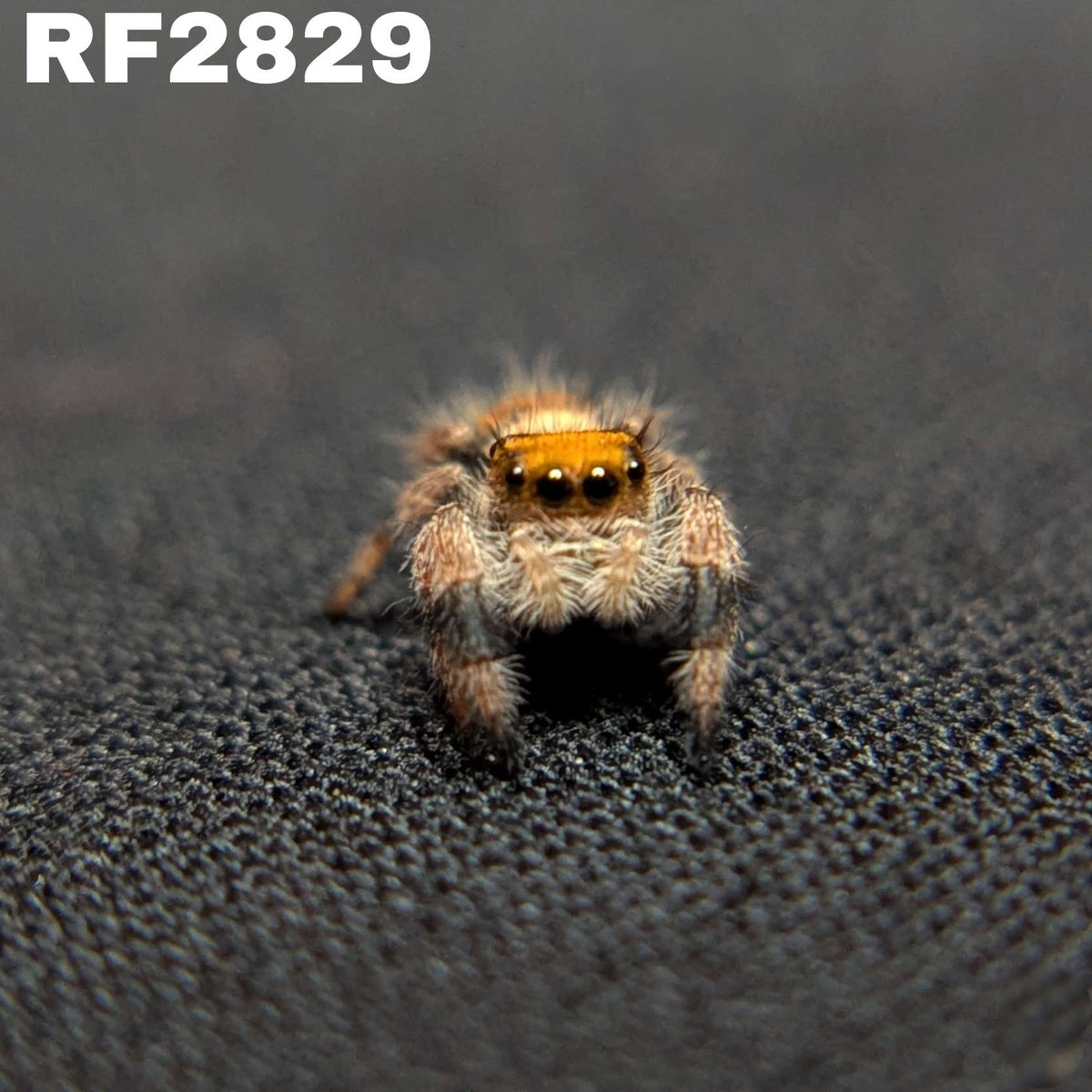 Regal Jumping Spider "Brownie"