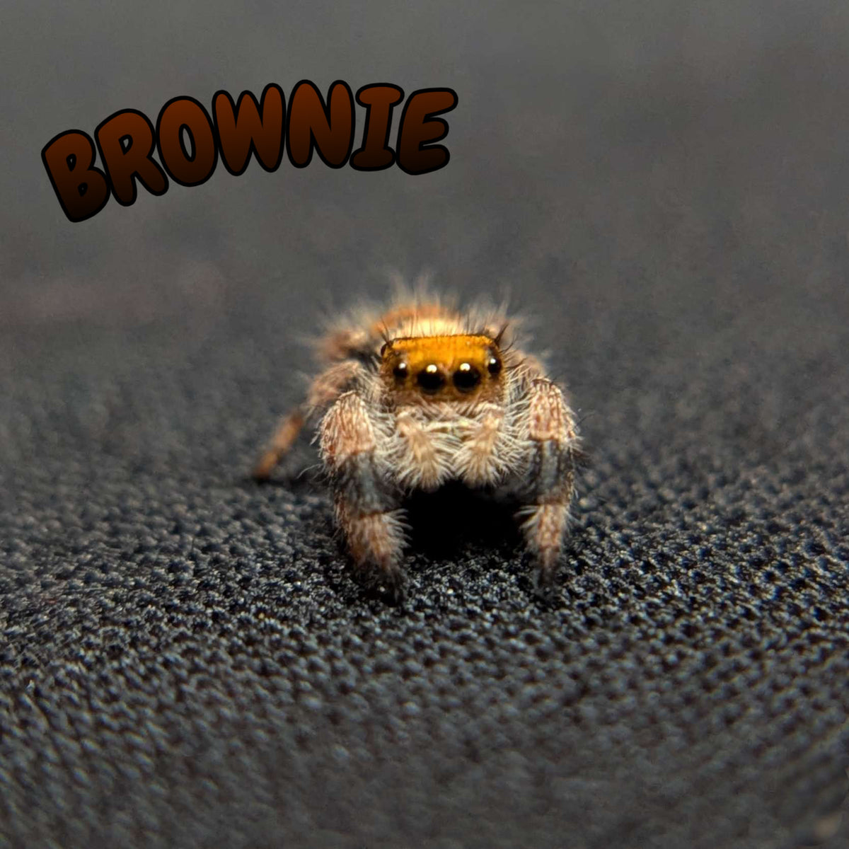Regal Jumping Spider "Brownie"