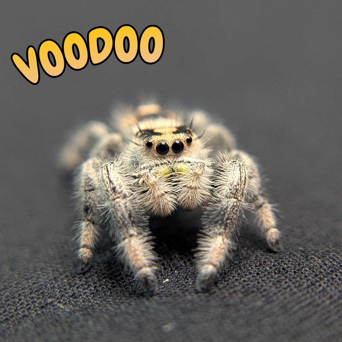 Regal Jumping Spider “Voodoo”