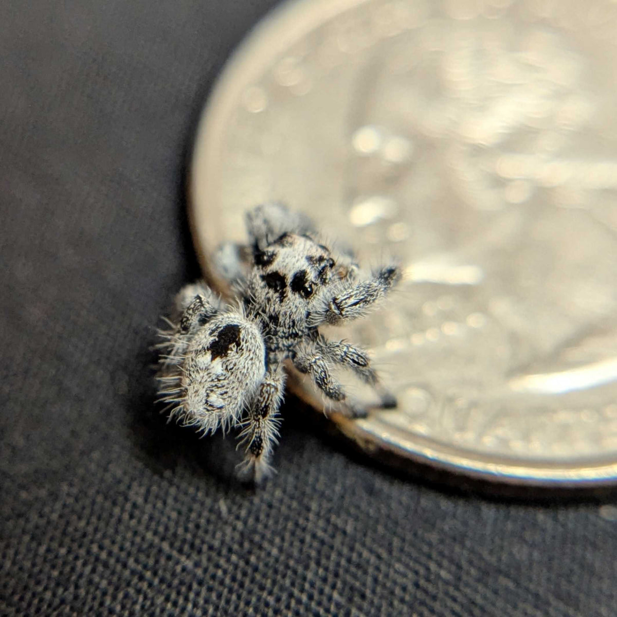 Regal Jumping Spider “Jack” (Recessive White Male)