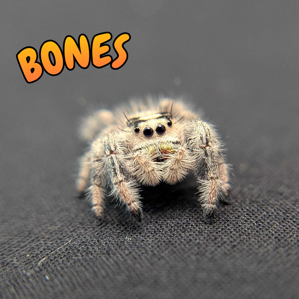 Regal Jumping Spider “Bones”
