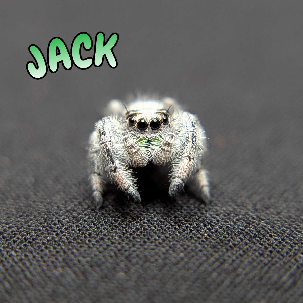 Regal Jumping Spider “Jack” (Recessive White Male)