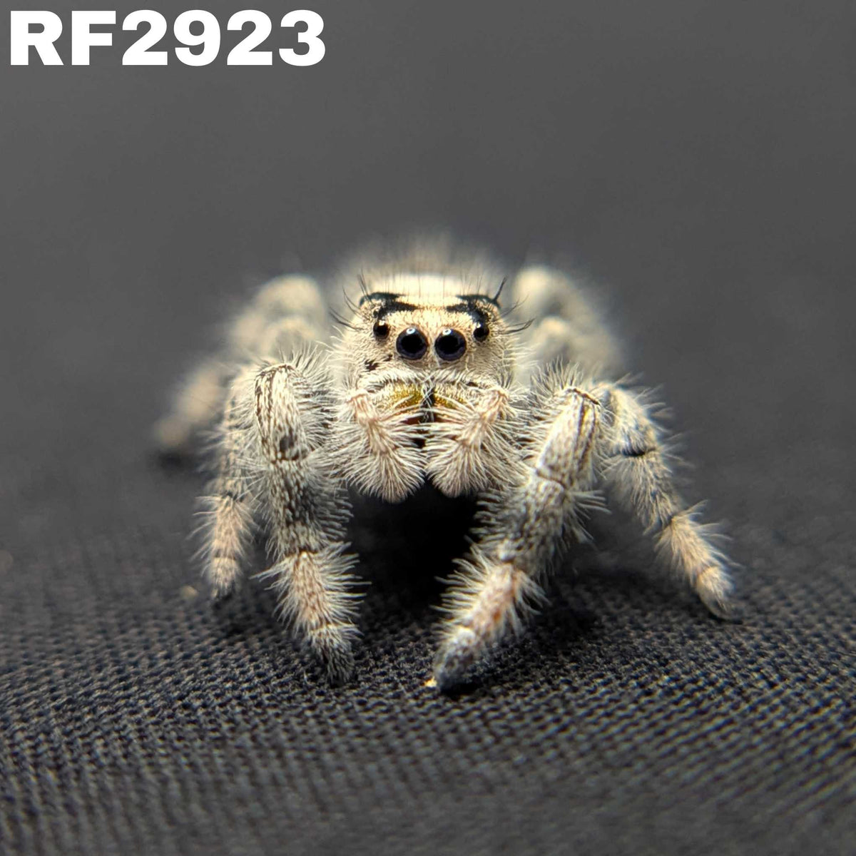 Regal Jumping Spider “Mallow”