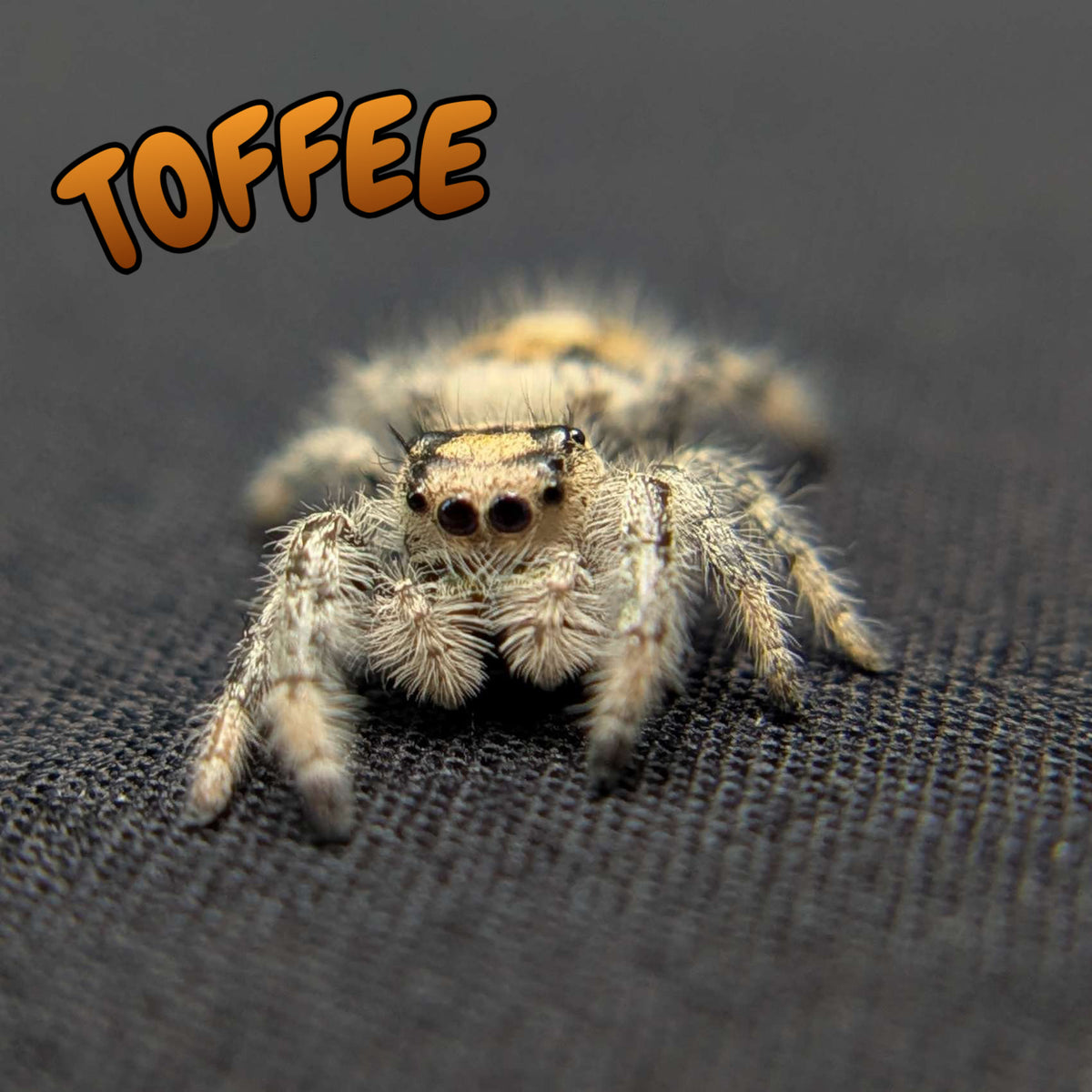 Regal Jumping Spider “Toffee”