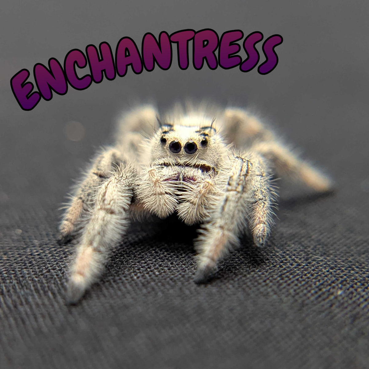 Regal Jumping Spider “Enchantress”