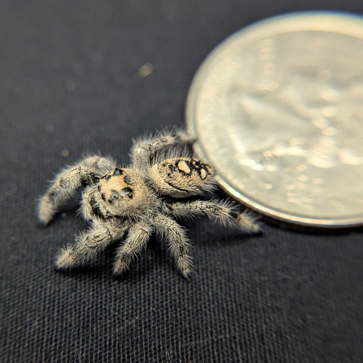 Regal Jumping Spider “Reese”
