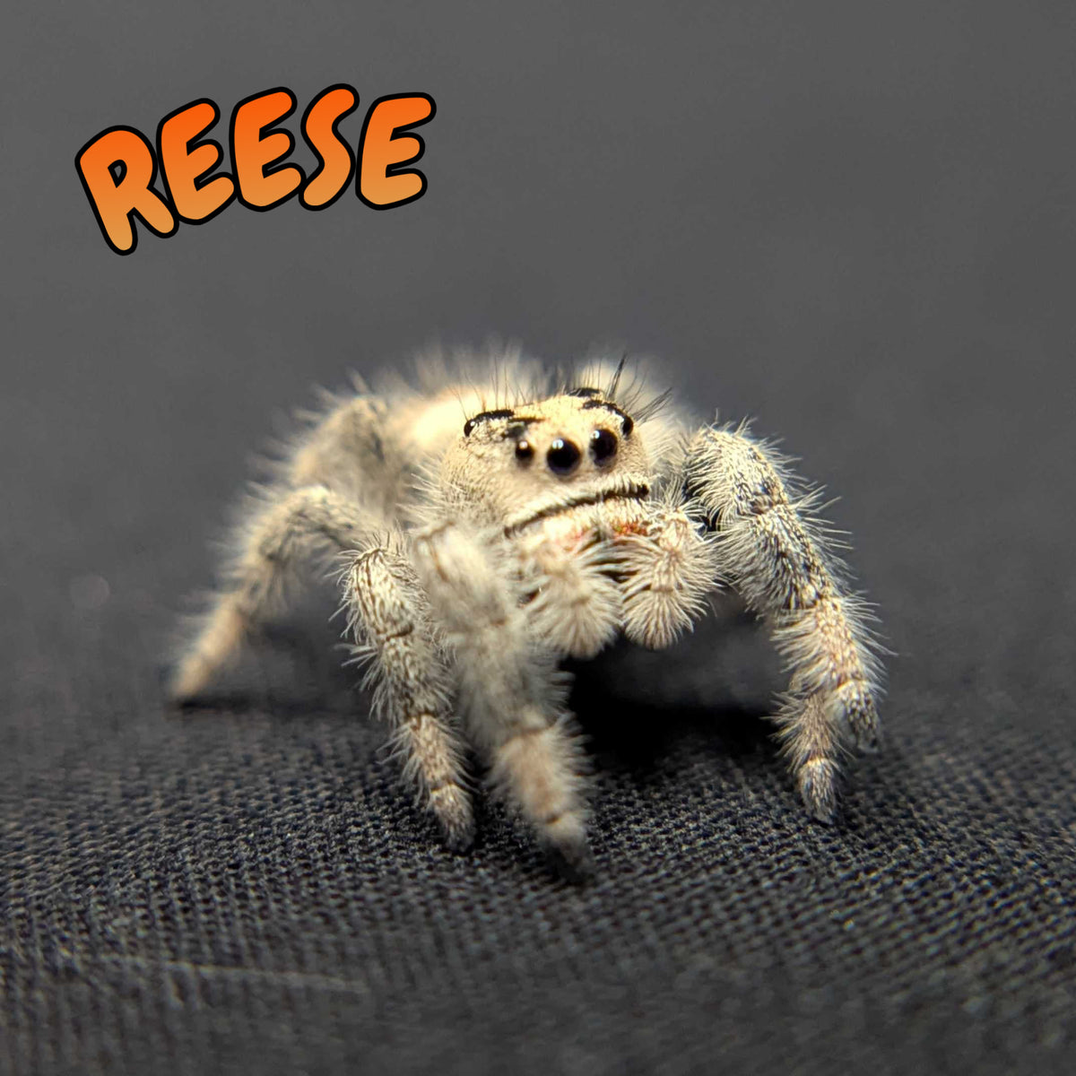 Regal Jumping Spider “Reese”