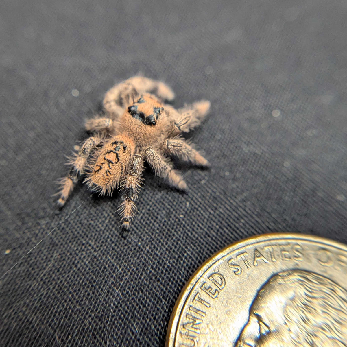 Regal Jumping Spider “Annabelle”
