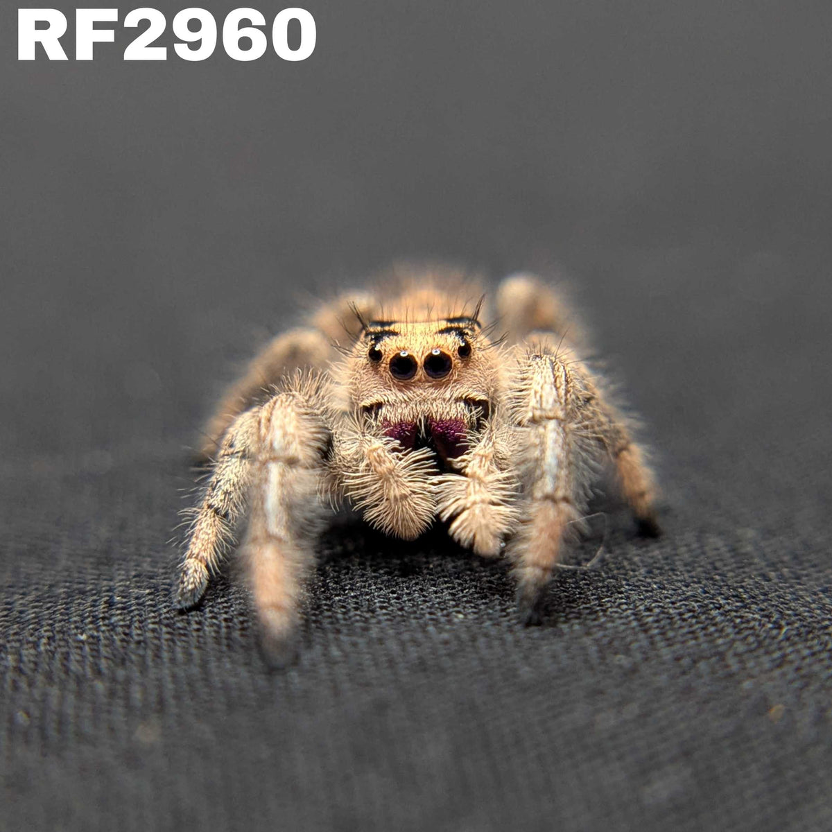 Regal Jumping Spider “Annabelle”