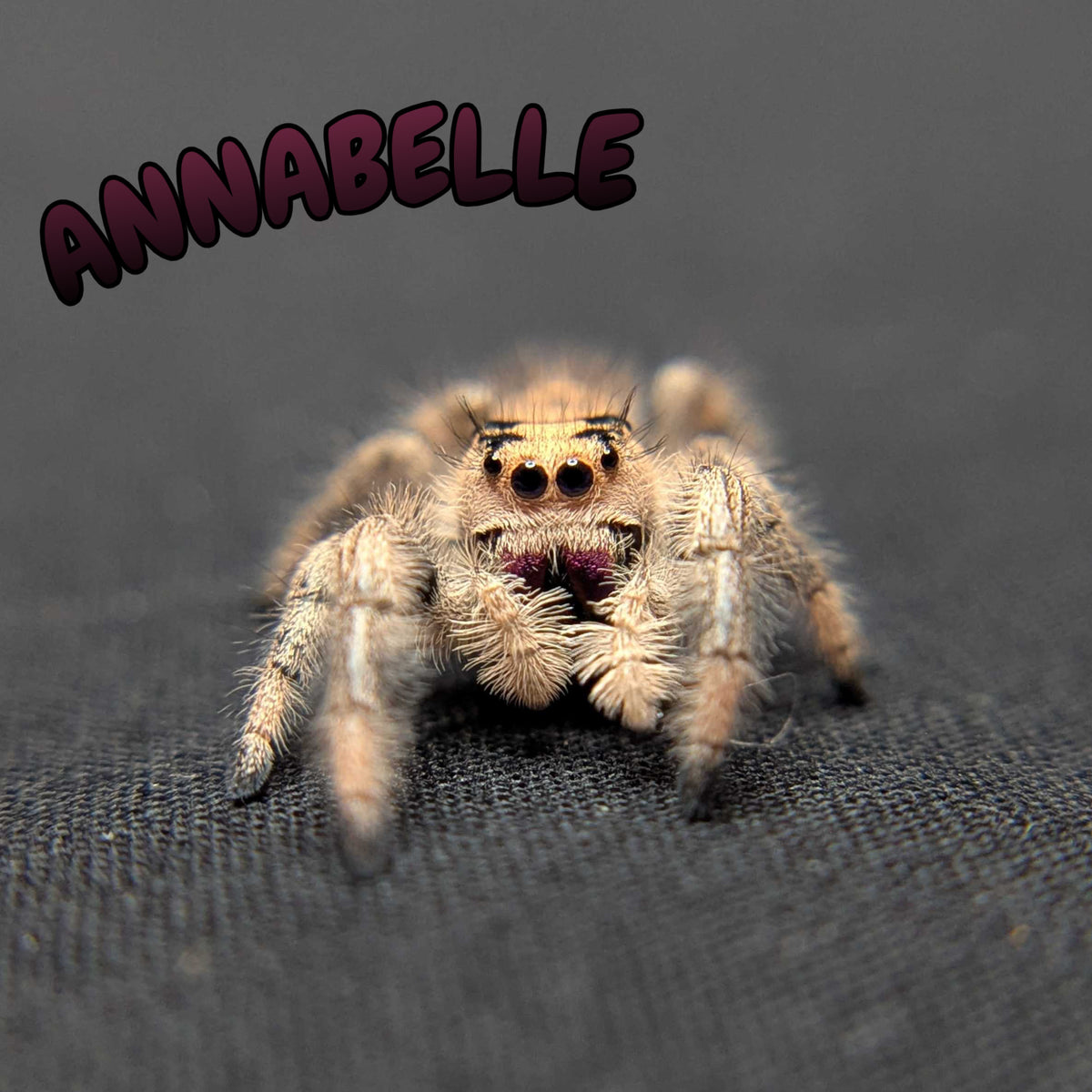 Regal Jumping Spider “Annabelle”