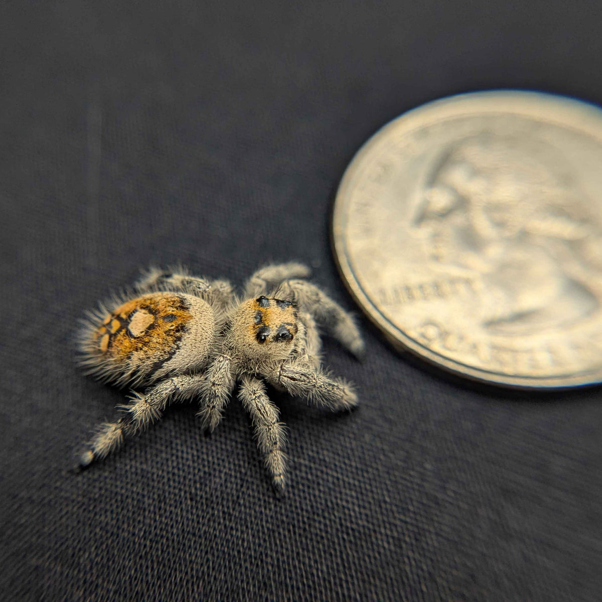 Regal Jumping Spider “Carrie”