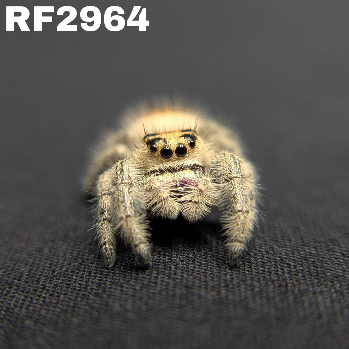 Regal Jumping Spider “Carrie”