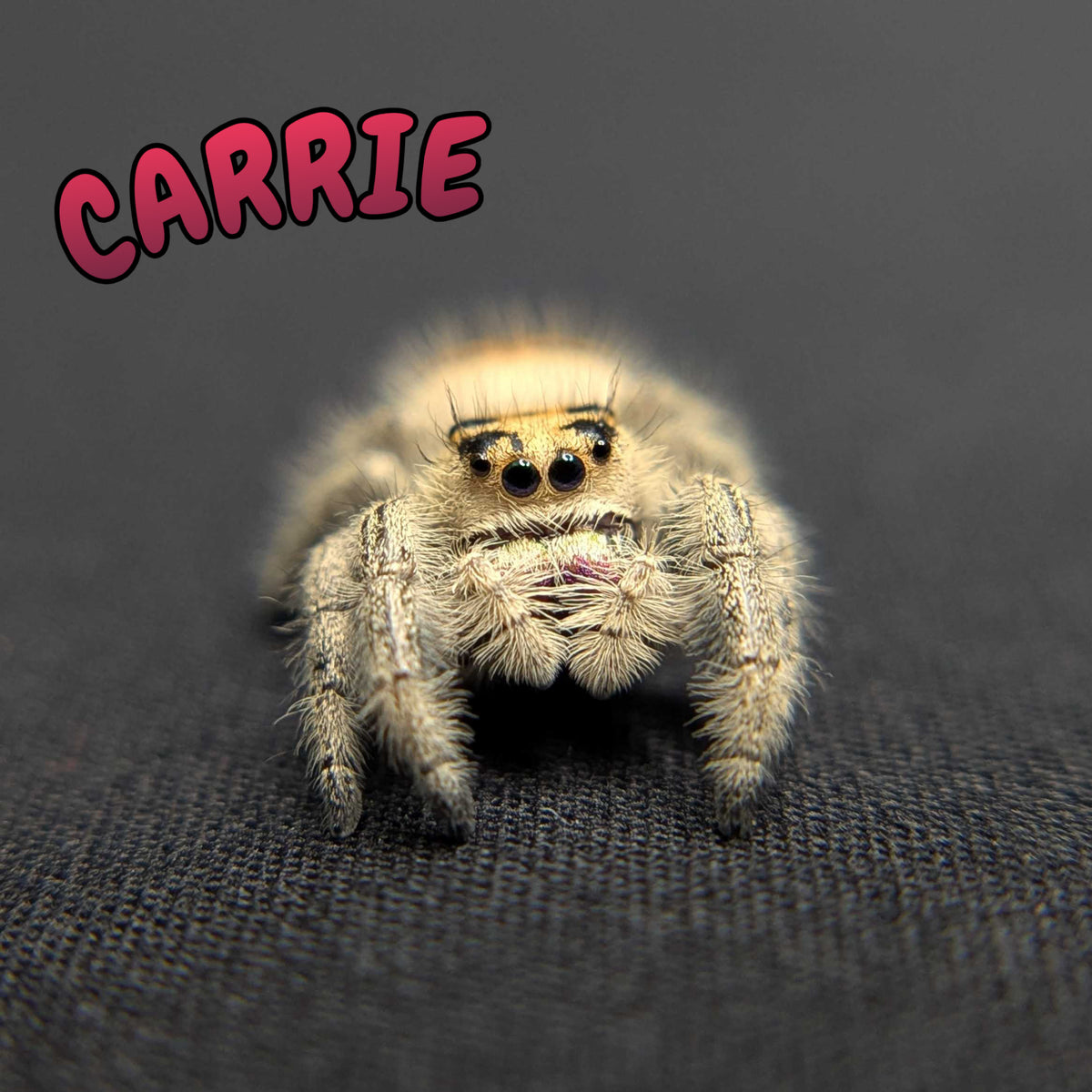 Regal Jumping Spider “Carrie”
