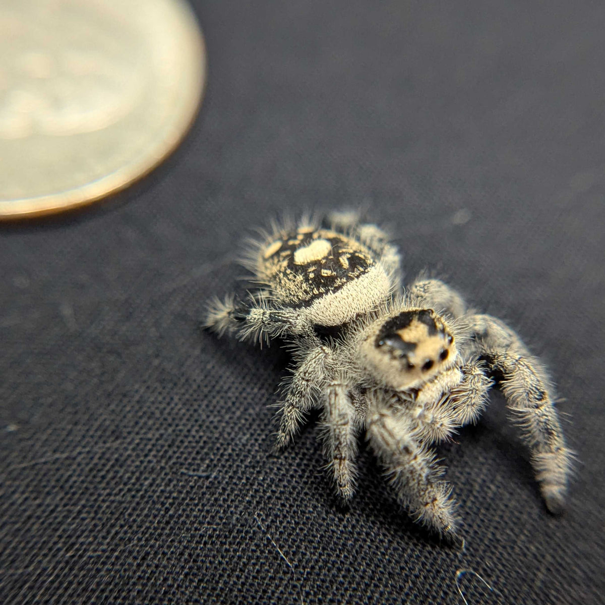 Regal Jumping Spider “Mavis”