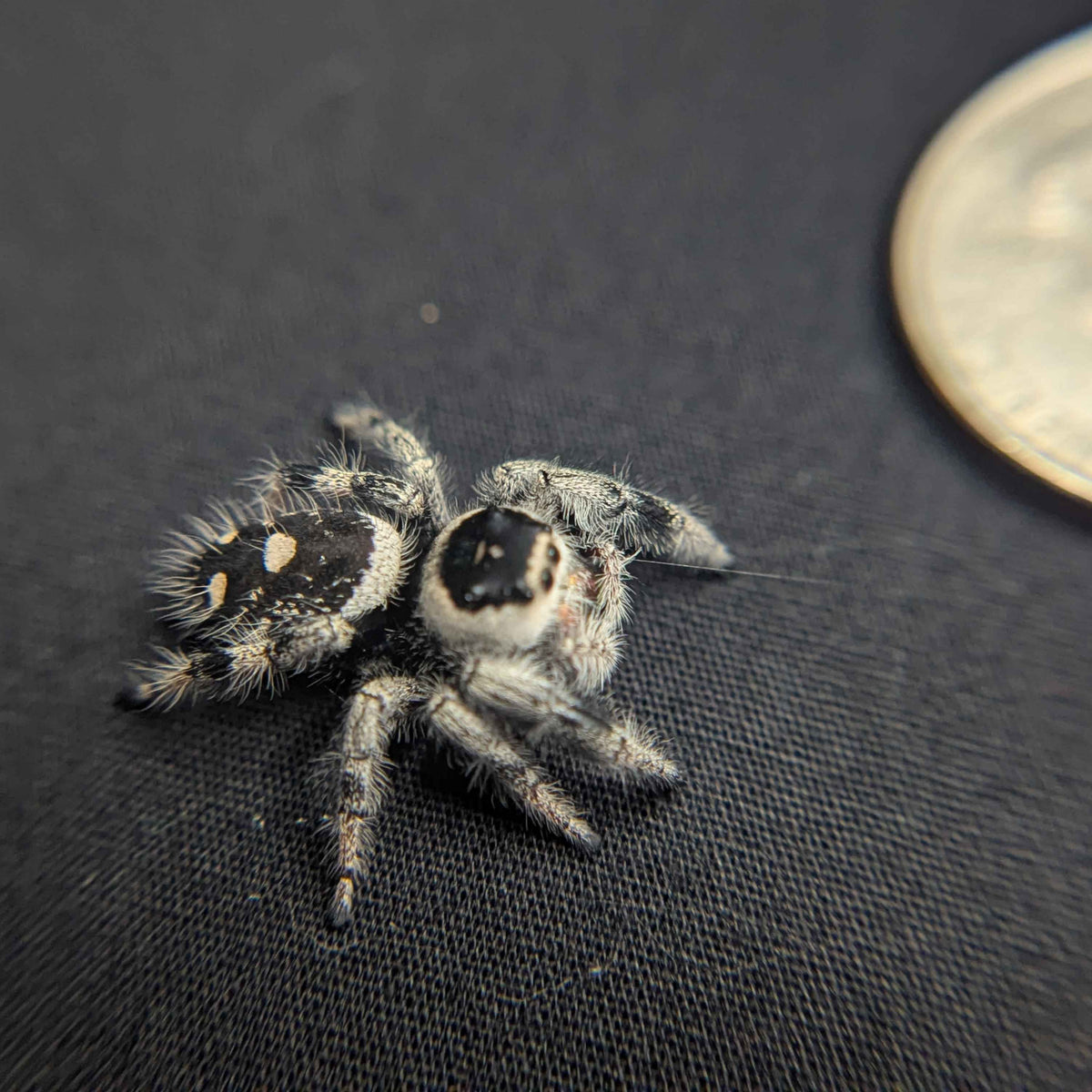 Regal Jumping Spider “Victoria”