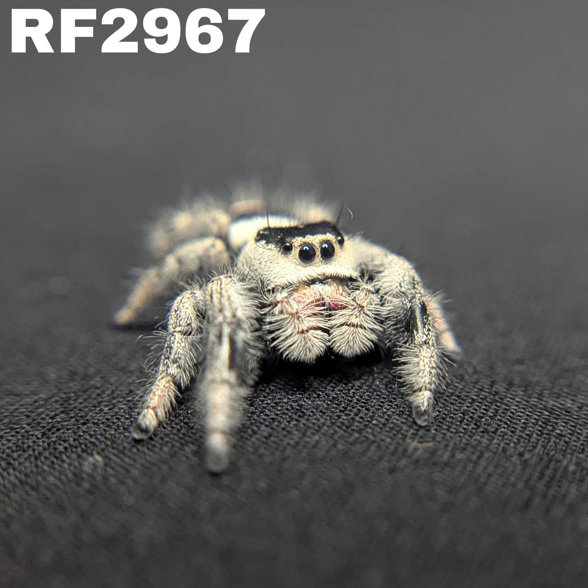 Regal Jumping Spider “Victoria”
