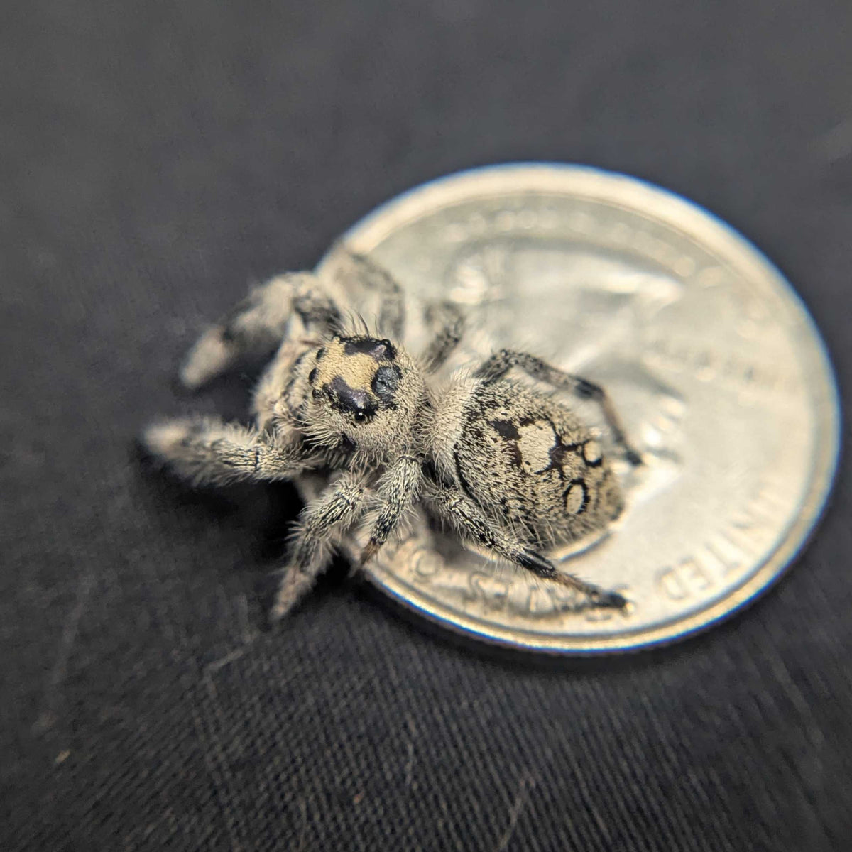 Regal Jumping Spider “Emily”