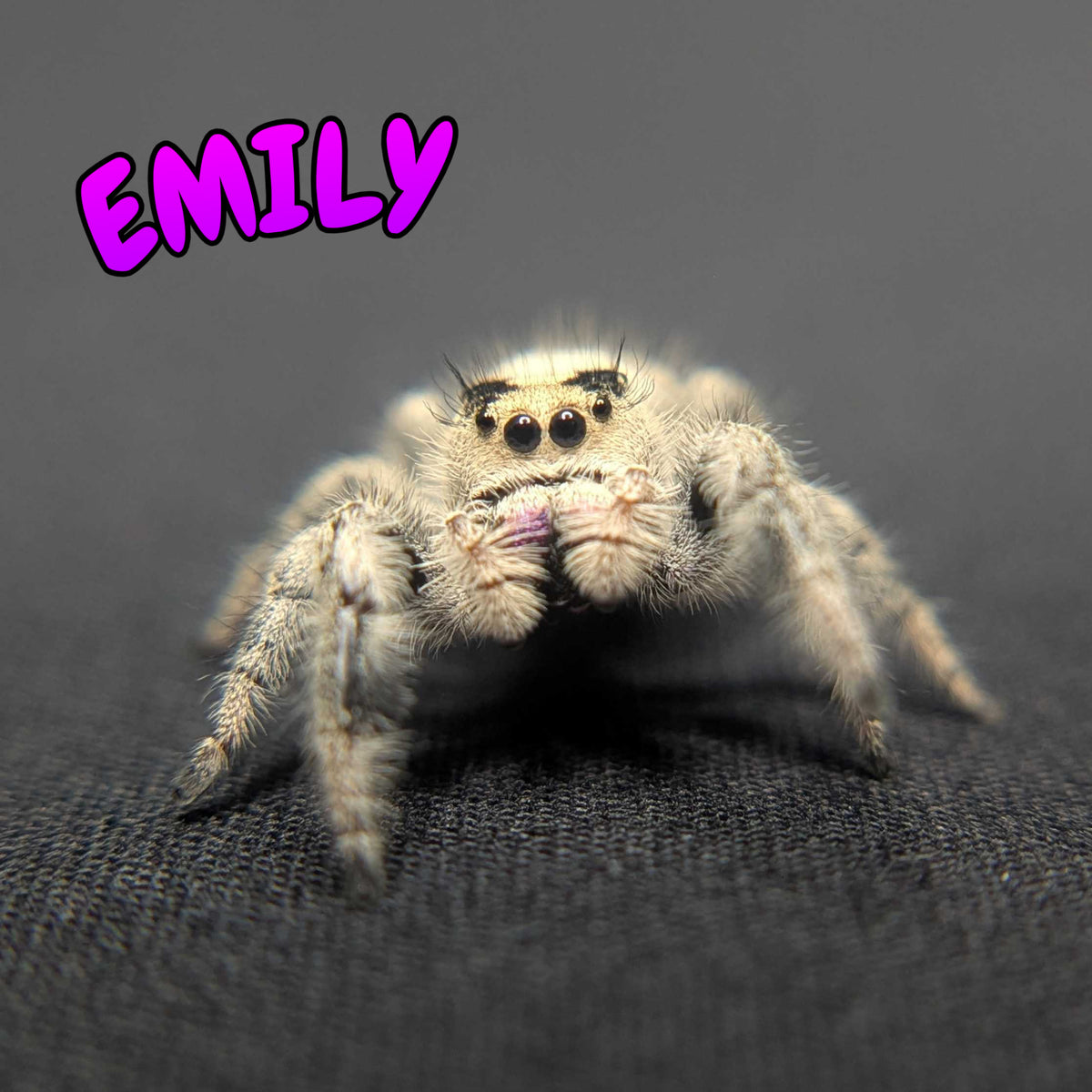 Regal Jumping Spider “Emily”