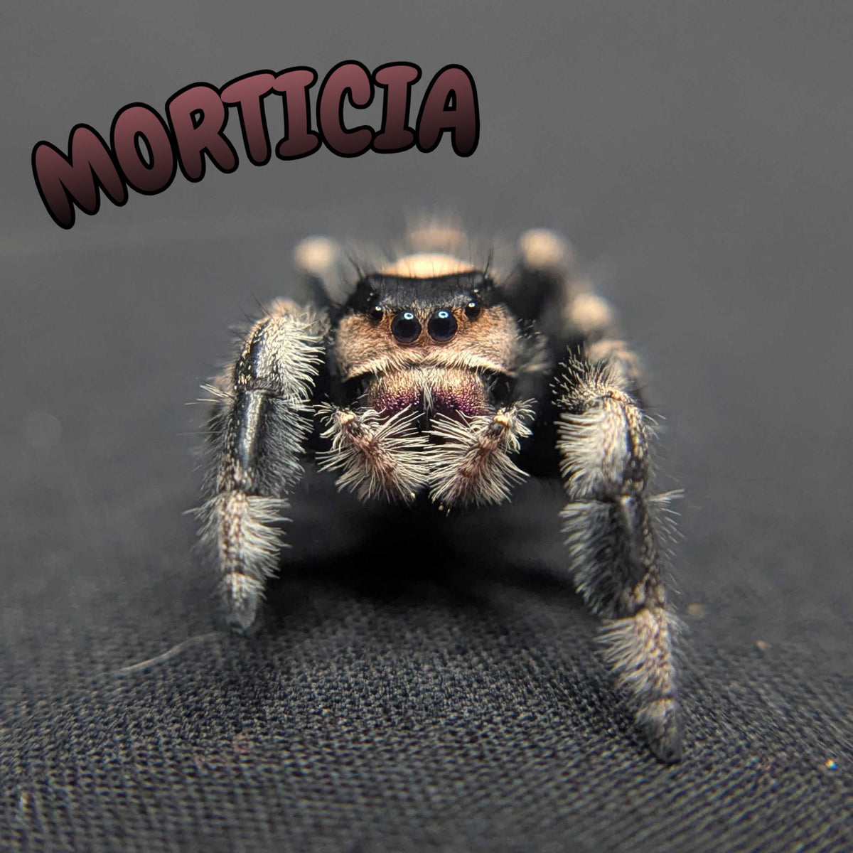 Regal Jumping Spider "Morticia"