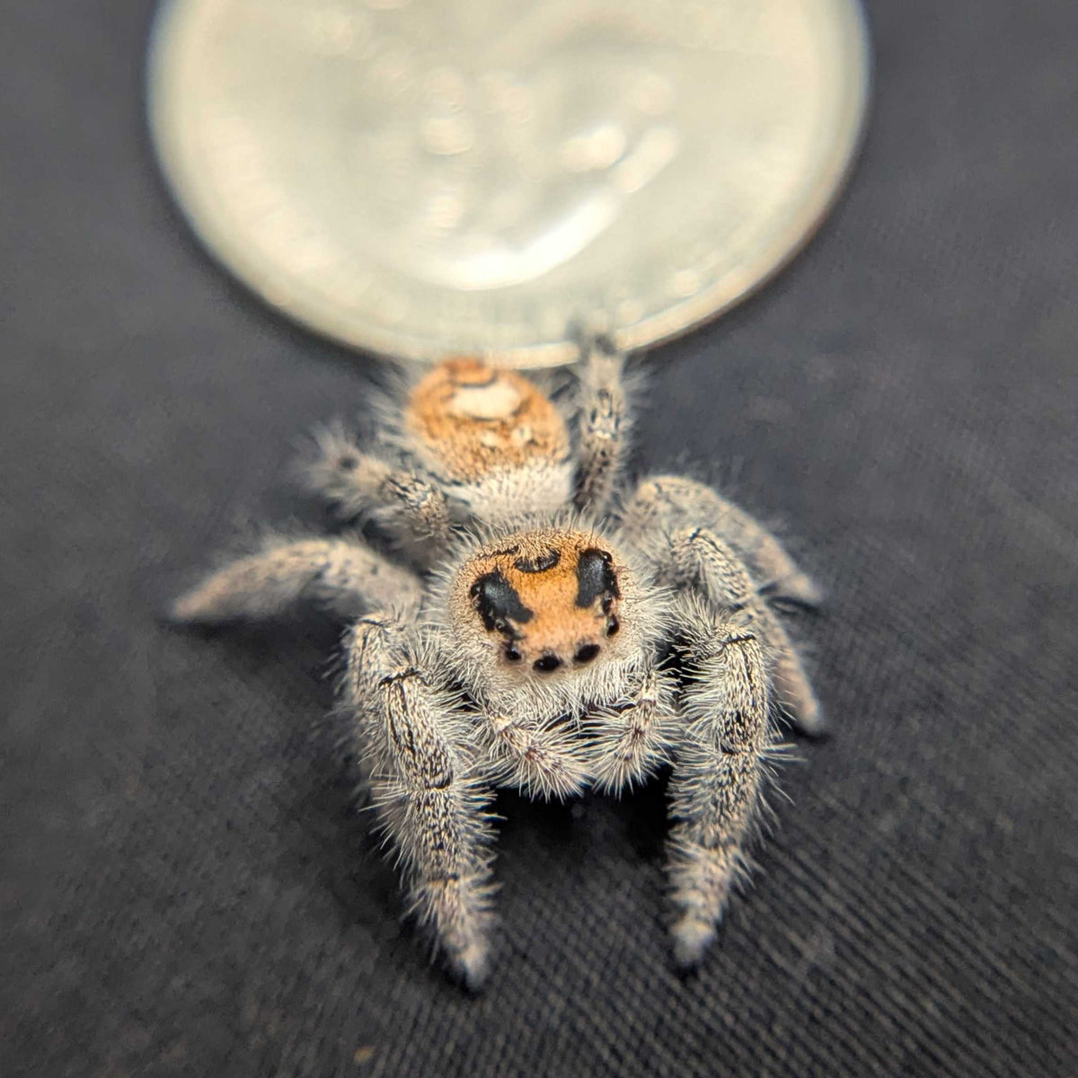 Regal Jumping Spider “Wendy”