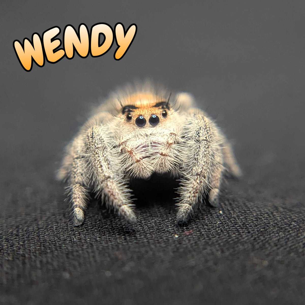 Regal Jumping Spider “Wendy”