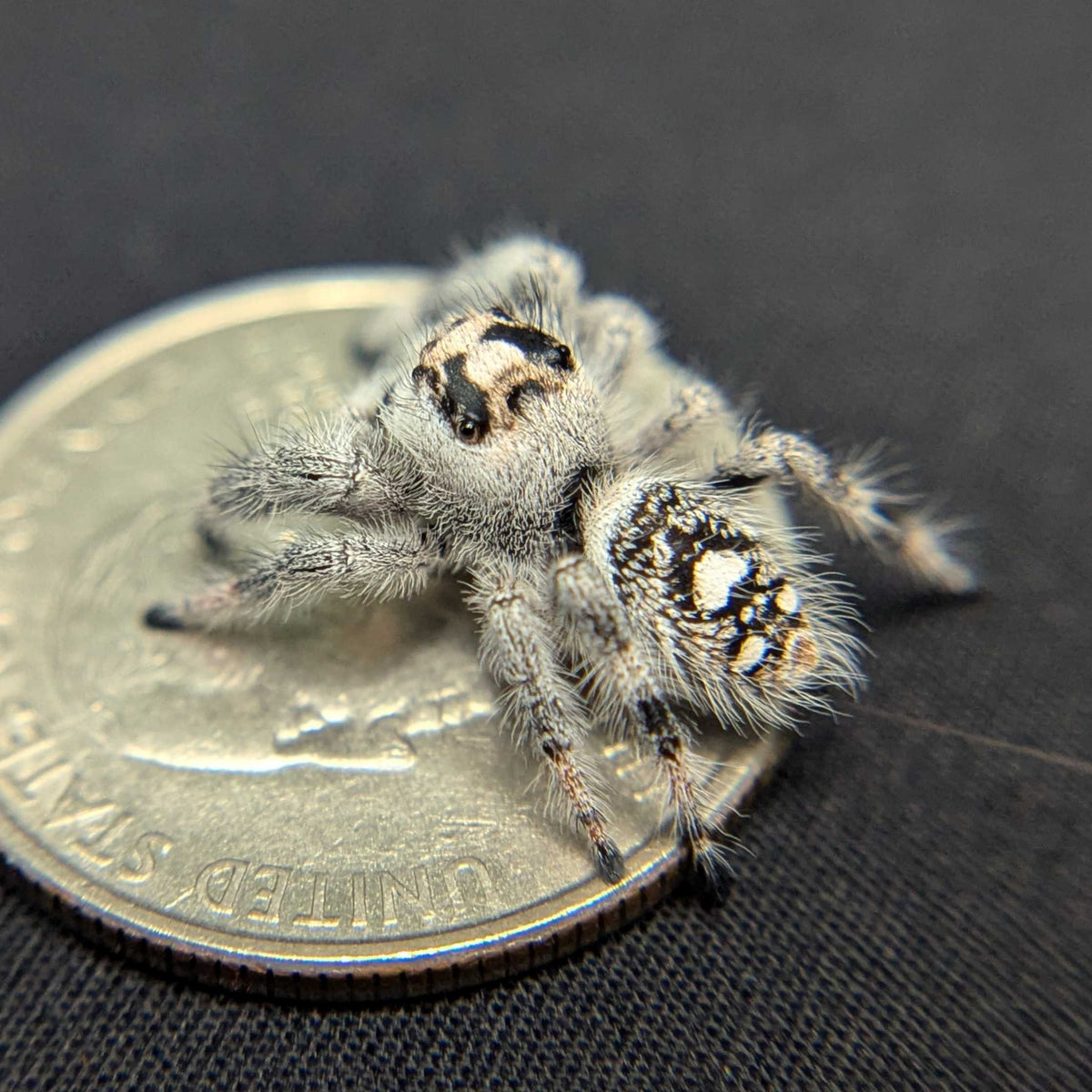 Regal Jumping Spider “Sarah”