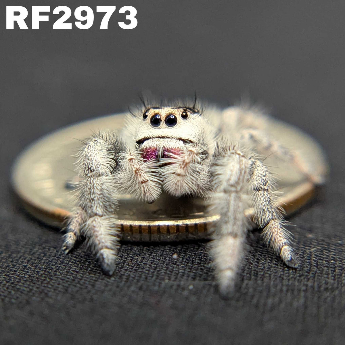 Regal Jumping Spider “Sarah”