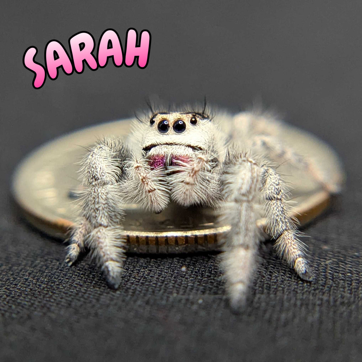 Regal Jumping Spider “Sarah”