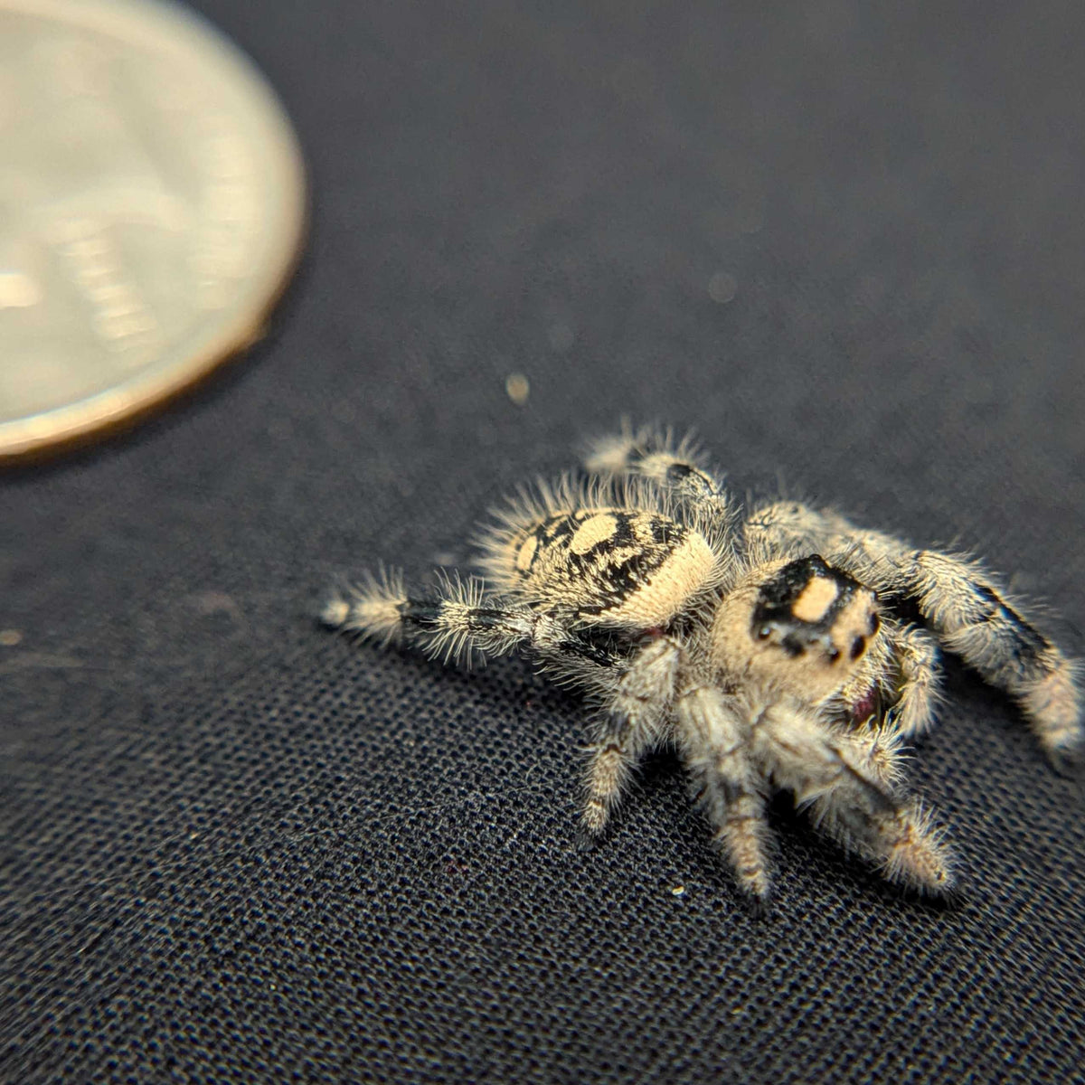 Regal Jumping Spider “Sally”