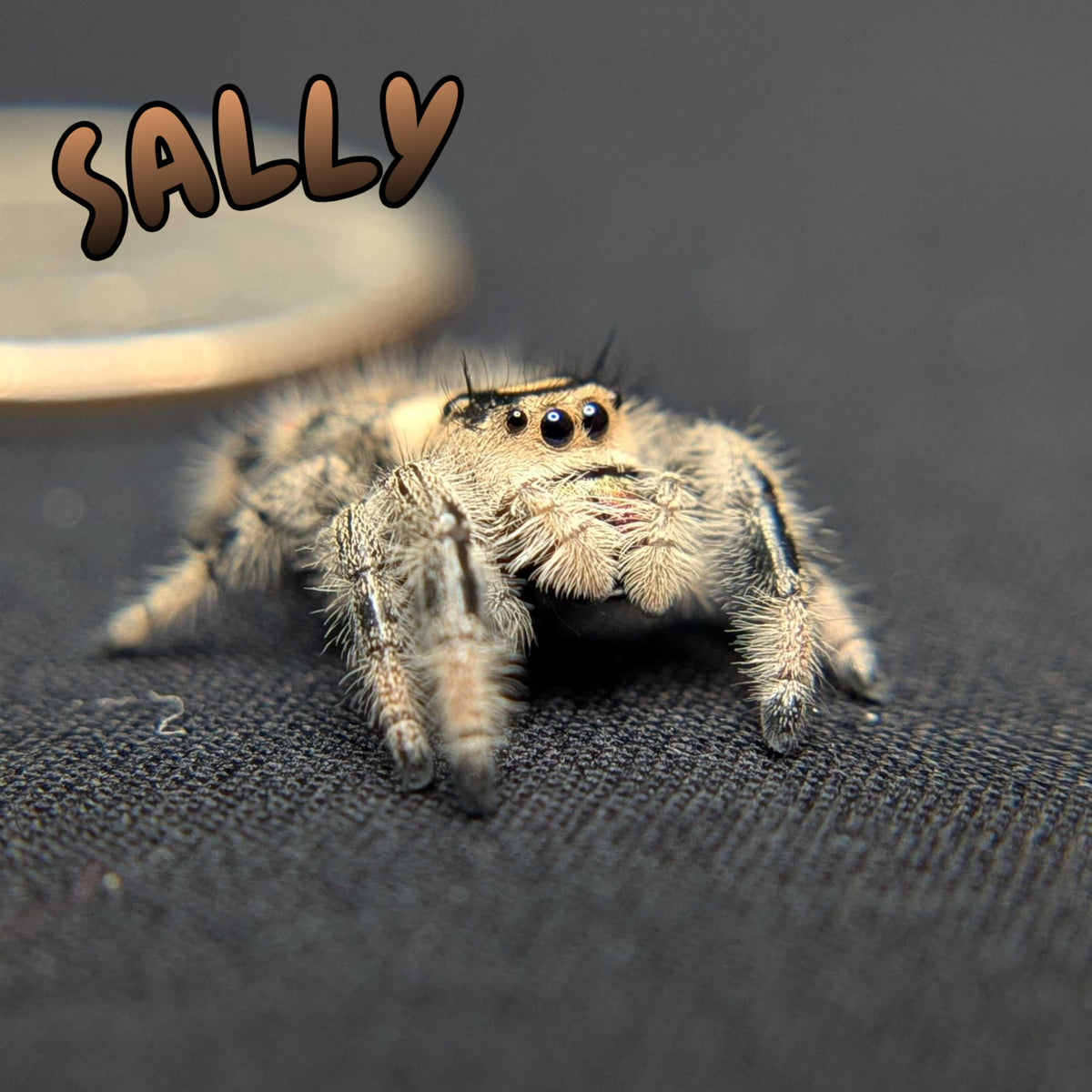 Regal Jumping Spider “Sally”