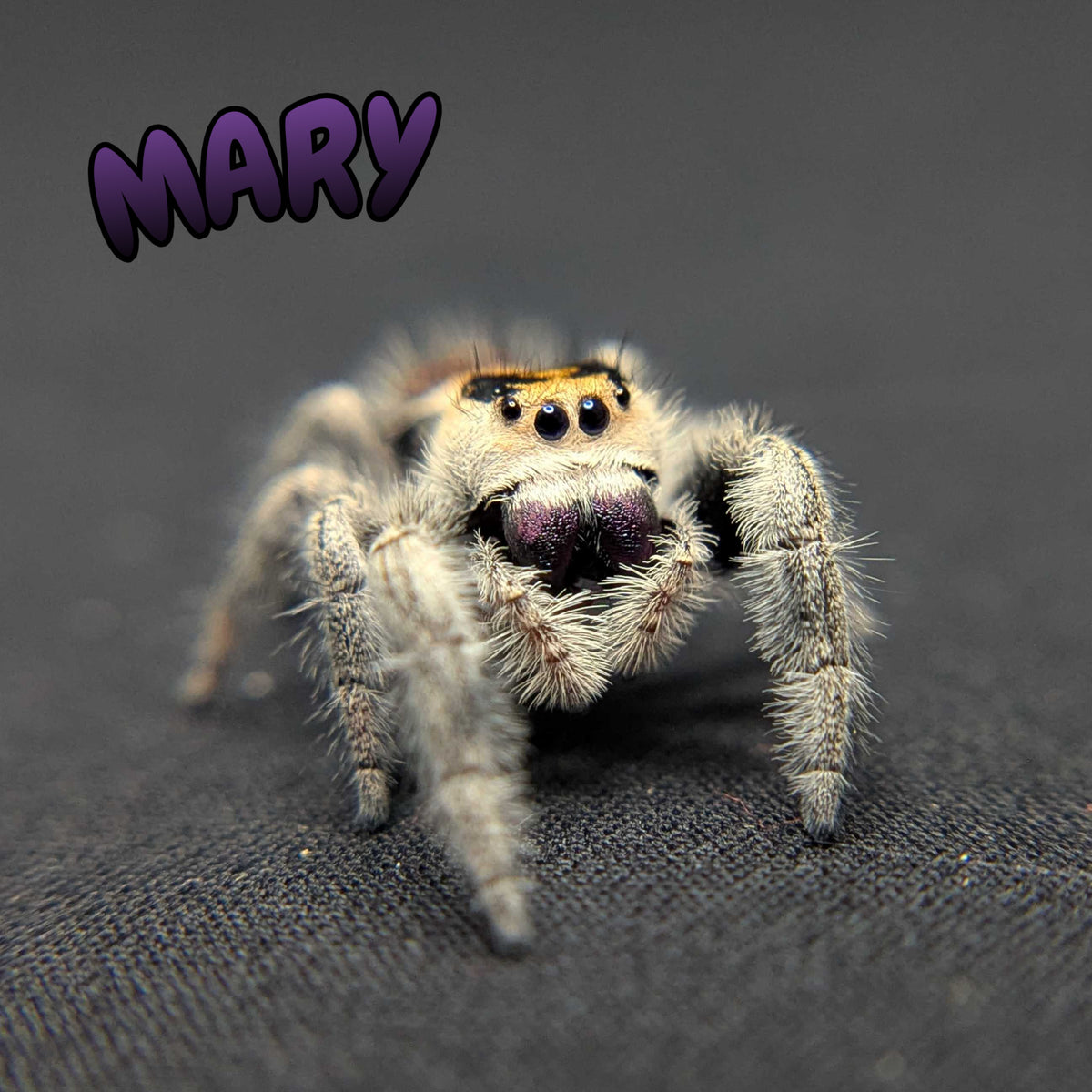 Regal Jumping Spider “Mary”