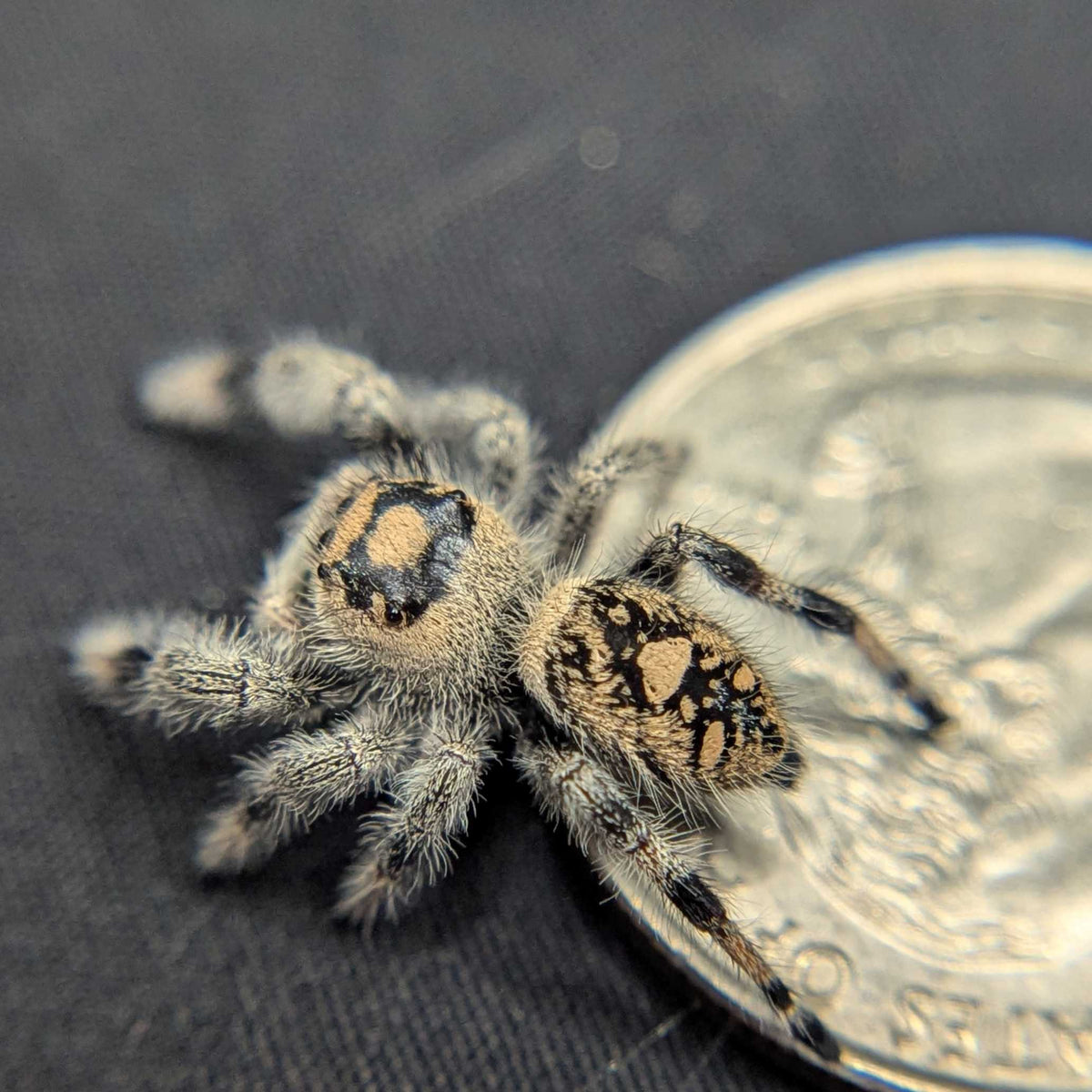 Regal Jumping Spider “Winifred”