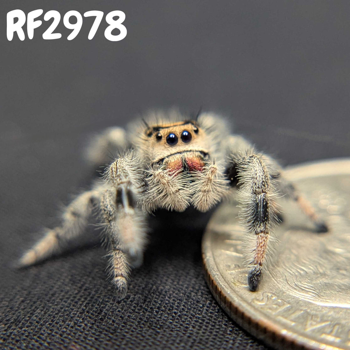 Regal Jumping Spider “Winifred”