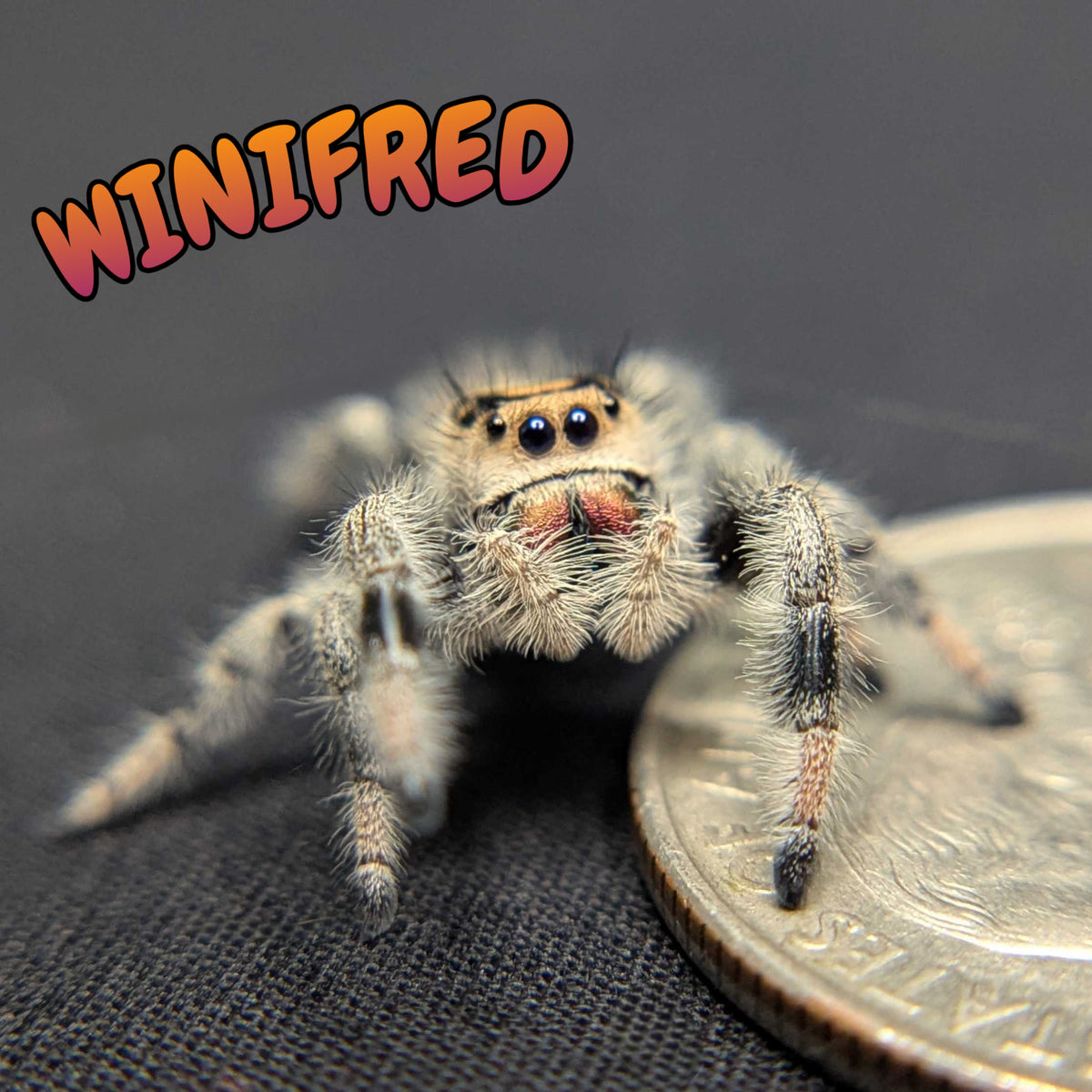 Regal Jumping Spider “Winifred”
