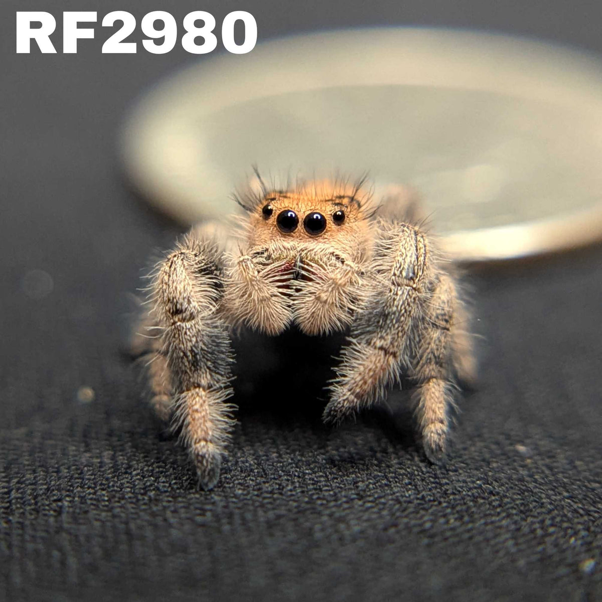 Regal Jumping Spider “Dani”