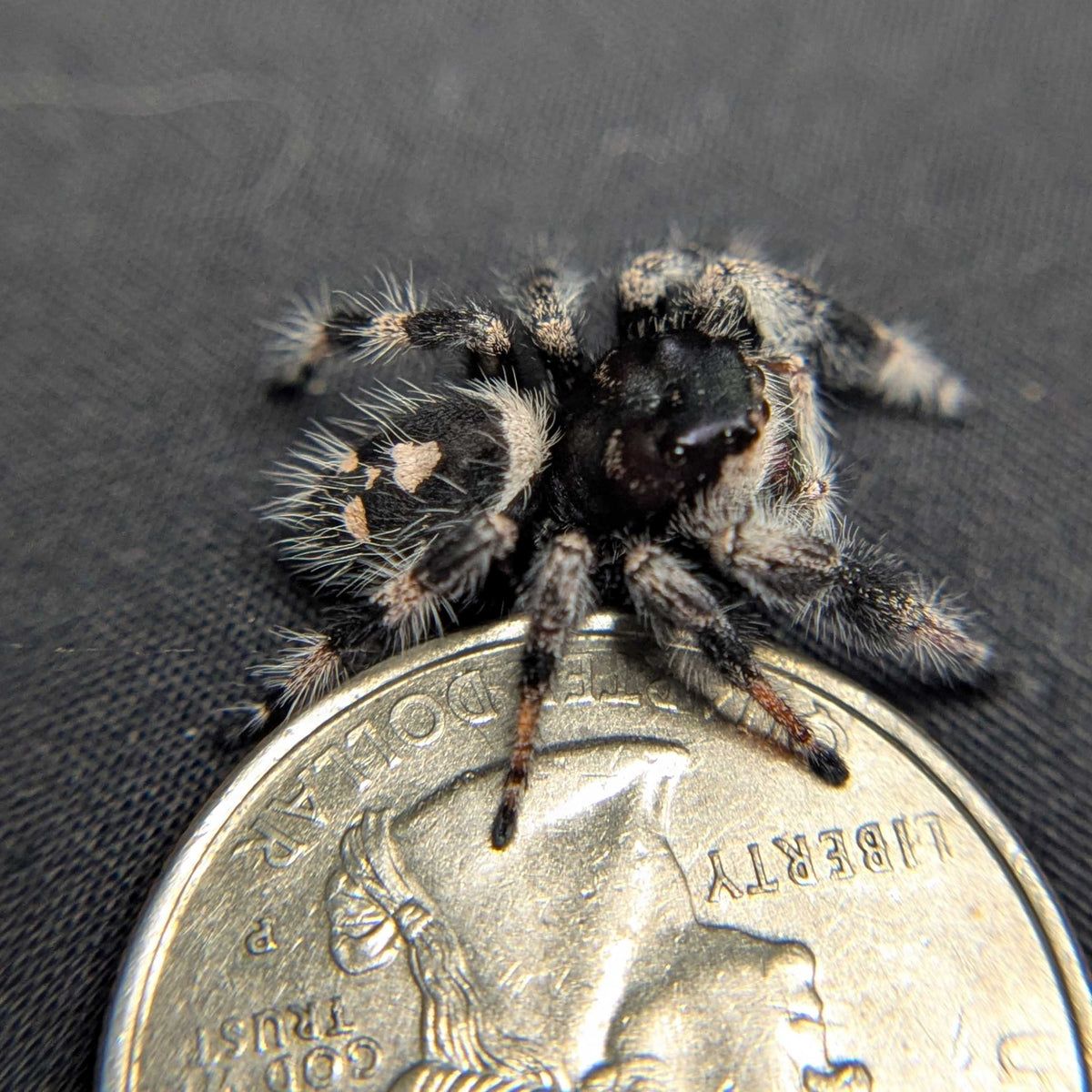 Regal Jumping Spider “Shock”