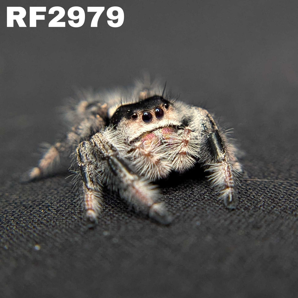 Regal Jumping Spider “Shock”