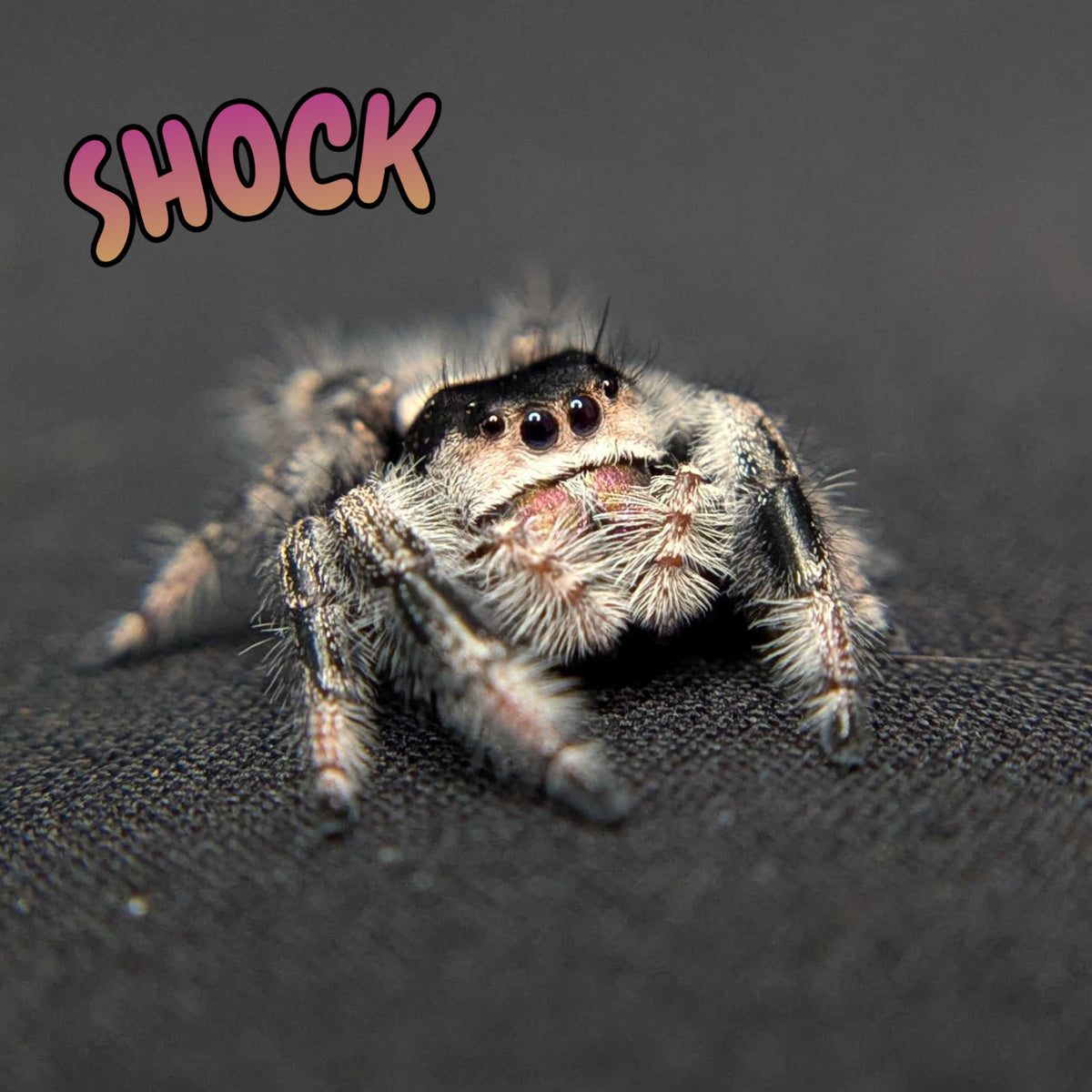 Regal Jumping Spider “Shock”