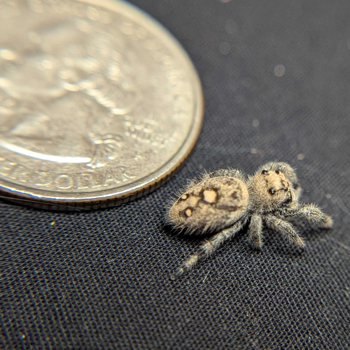 Regal Jumping Spider "Crimson"