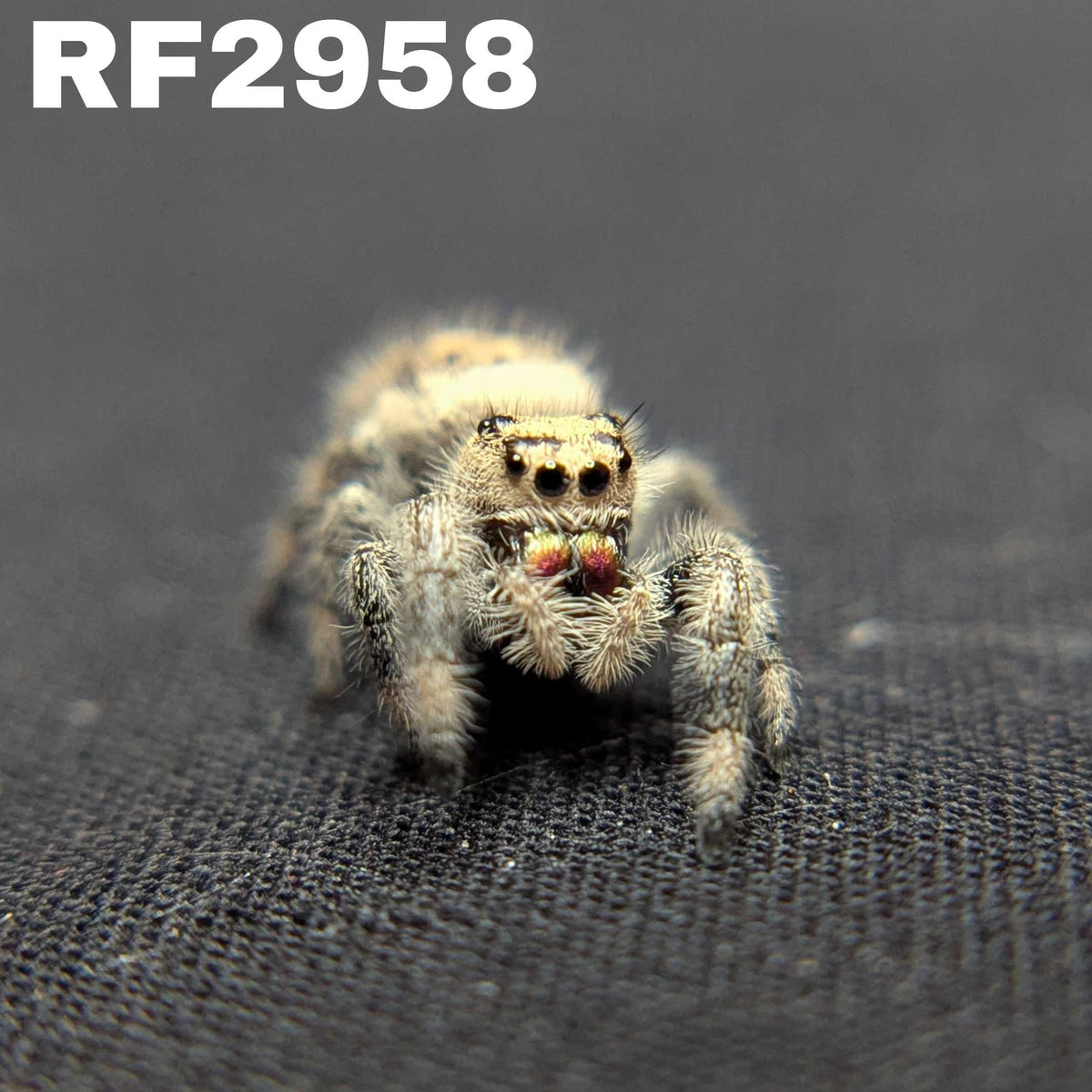 Regal Jumping Spider "Crimson"