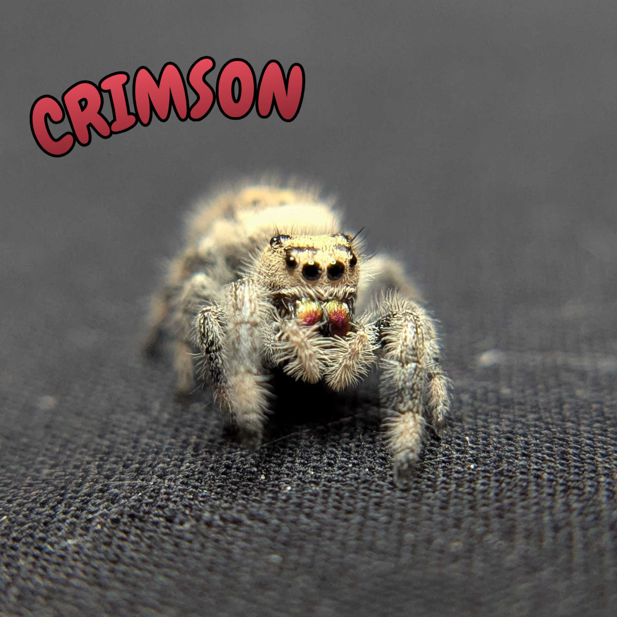 Regal Jumping Spider "Crimson"