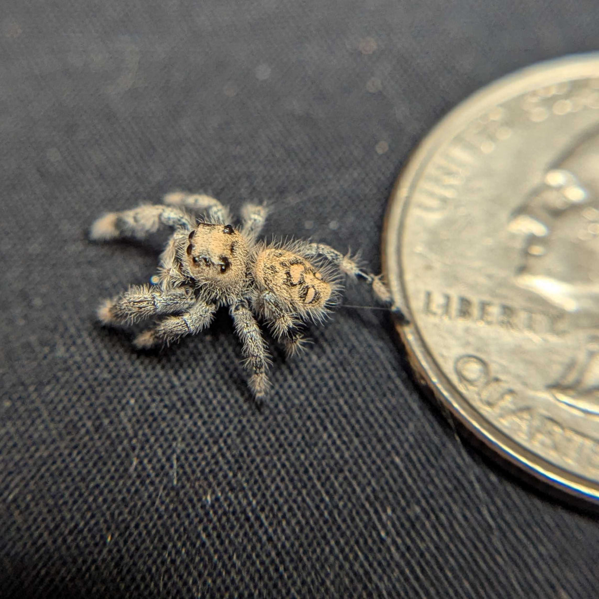 Regal Jumping Spider “Shortcake”