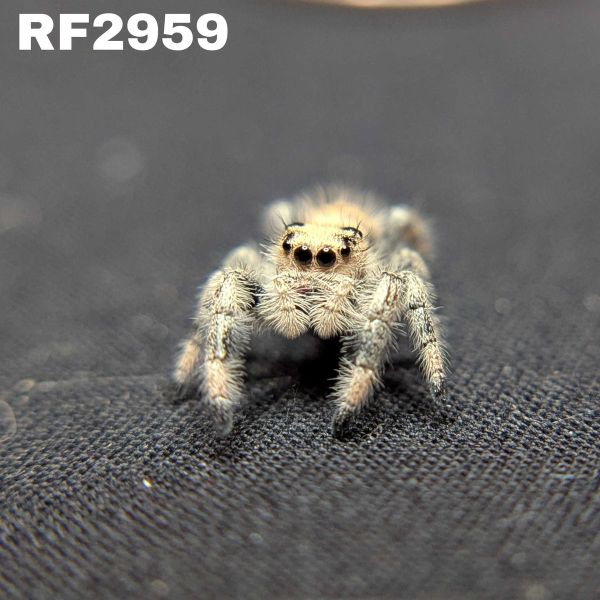 Regal Jumping Spider “Shortcake”