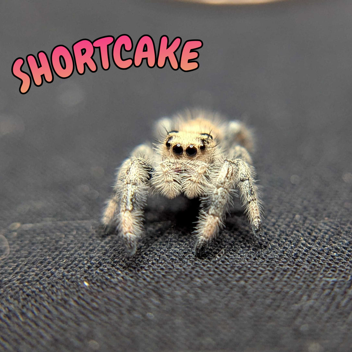 Regal Jumping Spider “Shortcake”